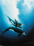 Robert Wyland Print of Orcas